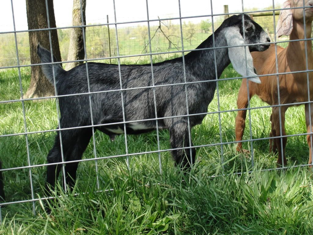 Anyone have a full sized Nubian in this color/pattern - Goats