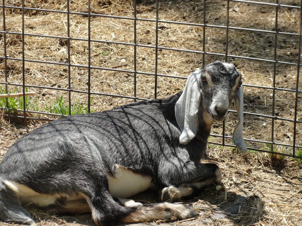 Anyone have a full sized Nubian in this color/pattern - Goats