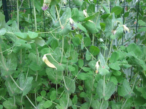 Seed trays and potted plants aren't the only use for a cold frame. You can put them directly over a half-hardy plant in the garden like these golden snow peas and remove the structure when the weather warms in the spring.