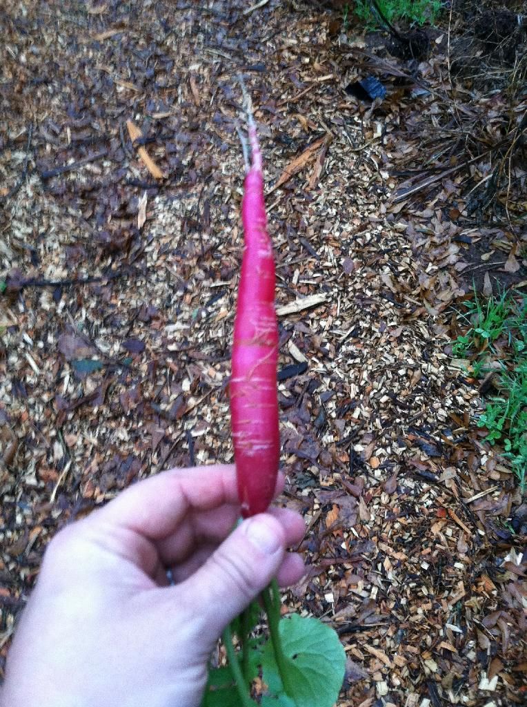 Large radish