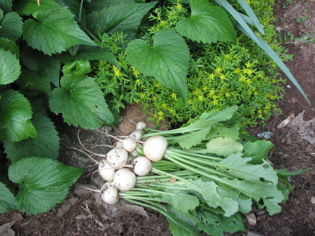 Salad Turnips