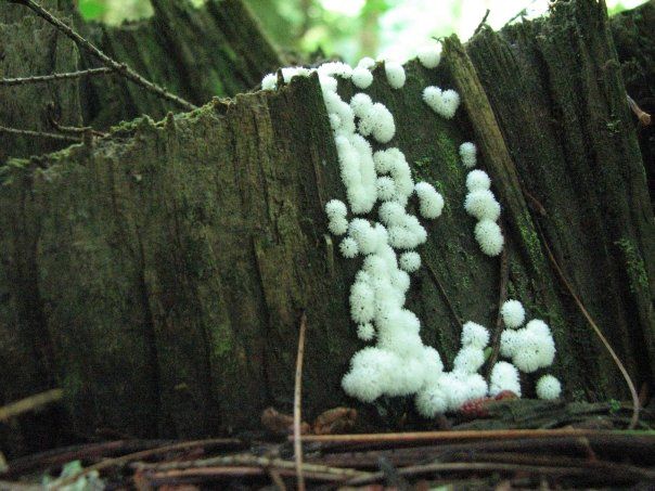 White slime mold