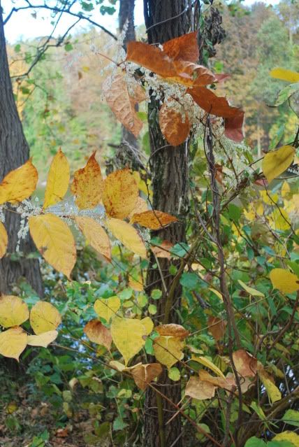 fall