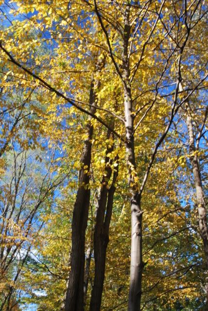 fall