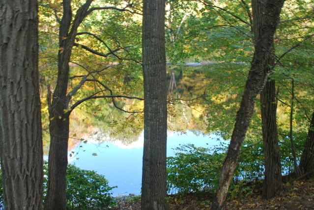 fall,adam