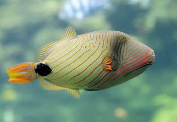 OrangeStripedTriggerfishBalistapusu.jpg