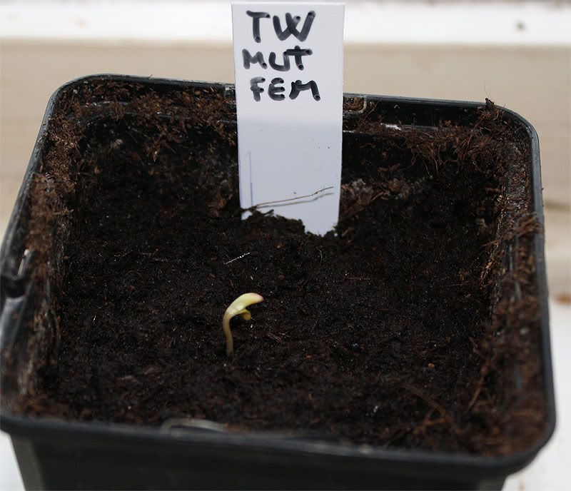 seedling-mutaseed-the-white-01-07-1.jpg