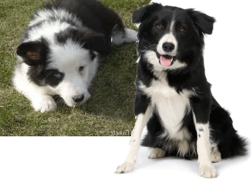 border collie