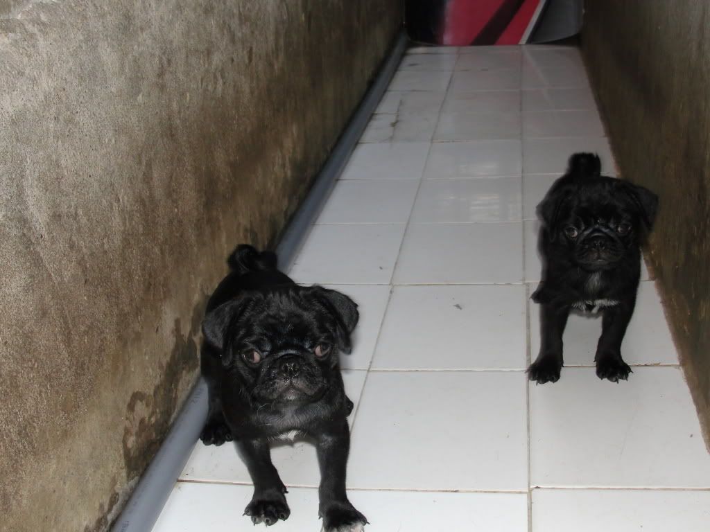 Hcm-mua bán chó pug đen thuần chủng (2011-2012) - 3