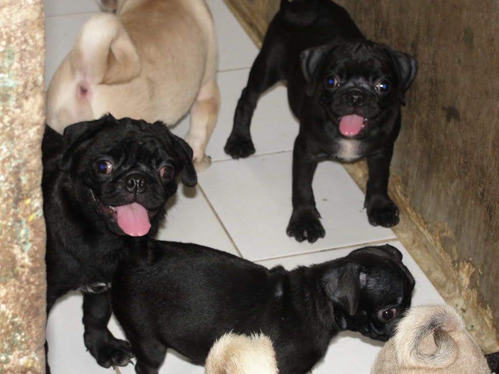 Hcm-mua bán chó pug đen thuần chủng (2011-2012) - 4