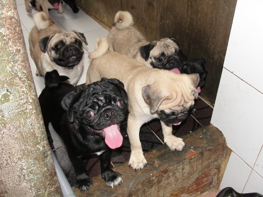 Hcm-mua bán chó pug đen thuần chủng (2011-2012) - 5