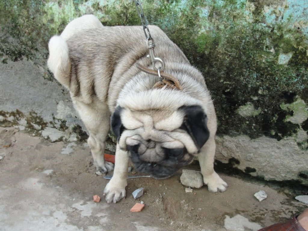 Hcm-mua bán chó pug đen thuần chủng (2011-2012) - 2