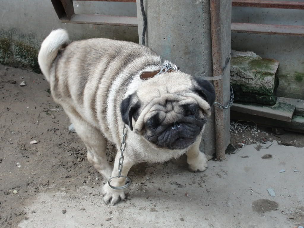 Hcm-mua bán chó pug đen thuần chủng (2011-2012) - 1