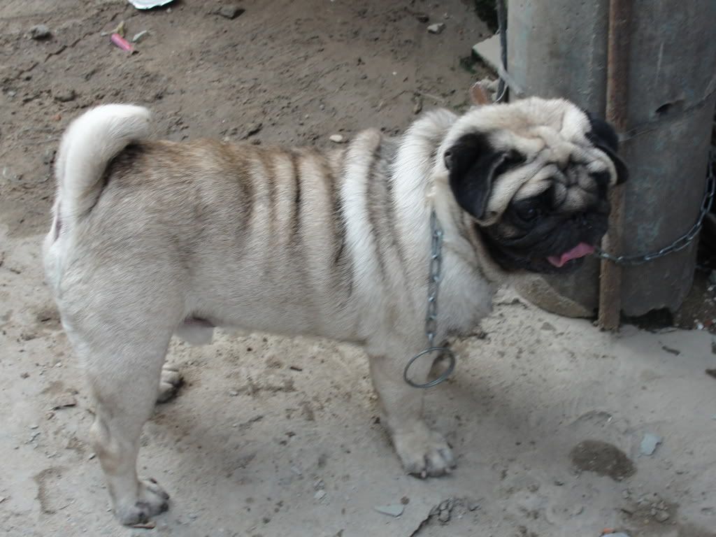 Hcm-mua bán chó pug đen thuần chủng (2011-2012)