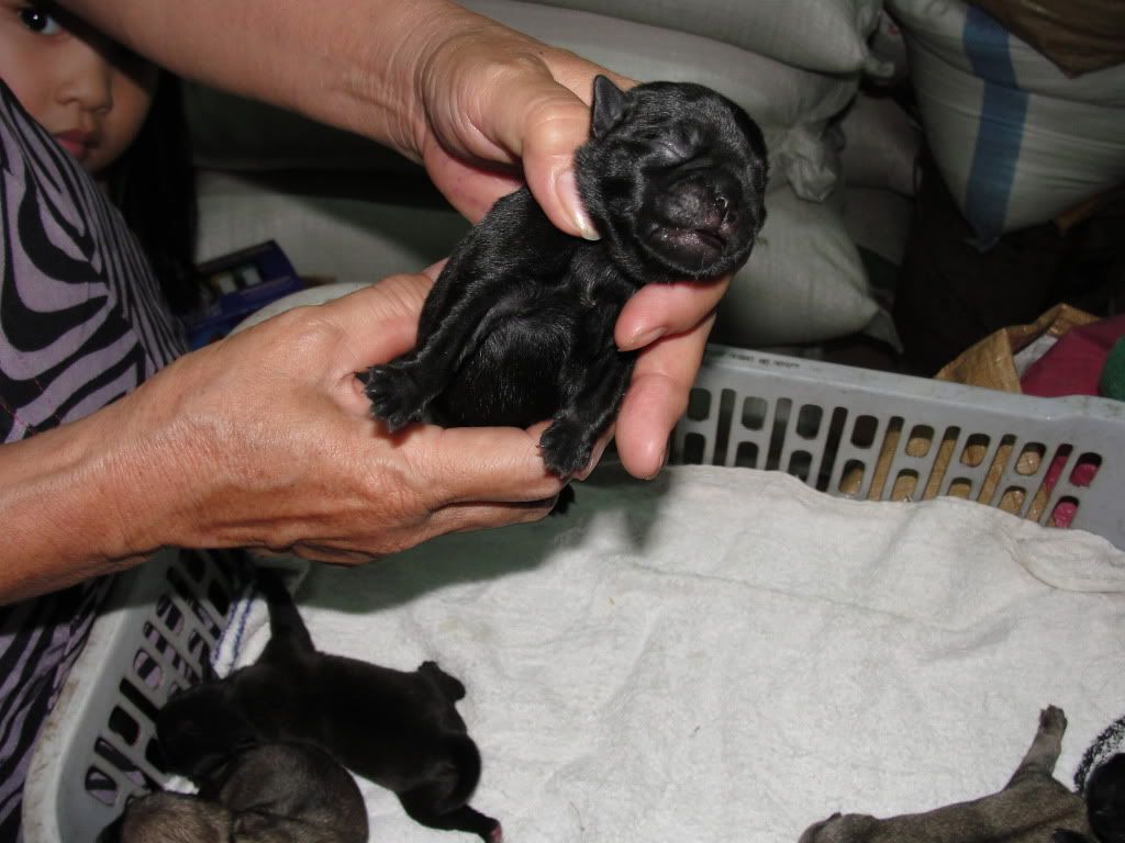 Hcm-mua bán chó pug đen thuần chủng (2011-2012) - 6
