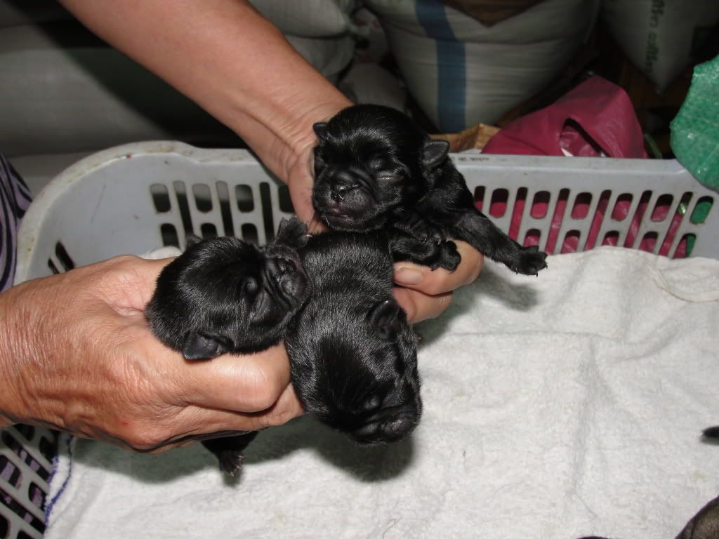 Hcm-mua bán chó pug đen thuần chủng (2011-2012) - 8