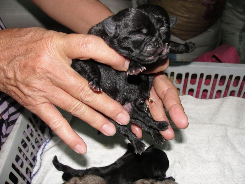 Hcm-mua bán chó pug đen thuần chủng (2011-2012) - 9