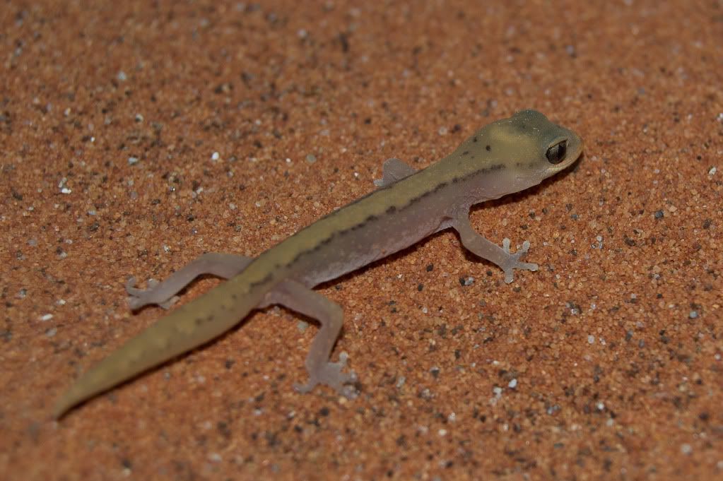 DSC_0011.jpg