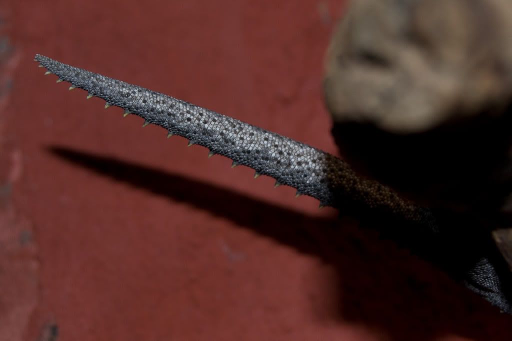 DSC_0054.jpg