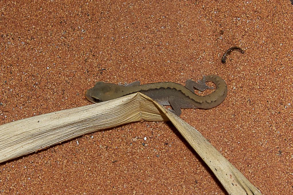 DSC_0058.jpg