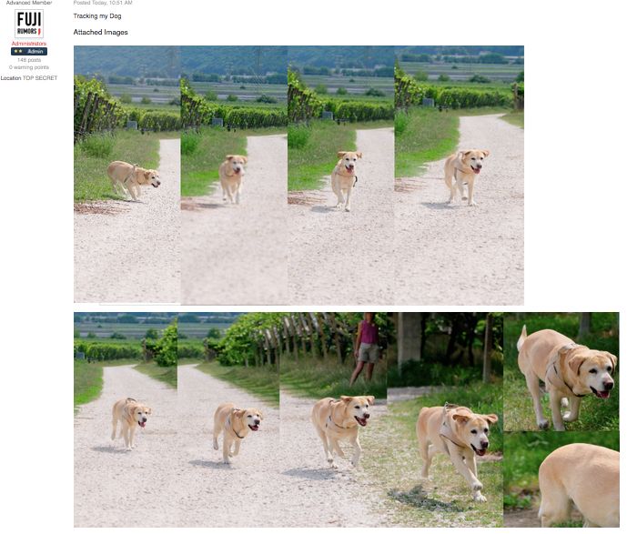  photo dog tracking_zps57nv8vfn.jpg