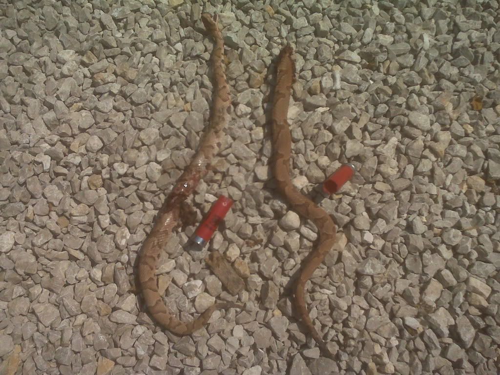 2copperheads.jpg