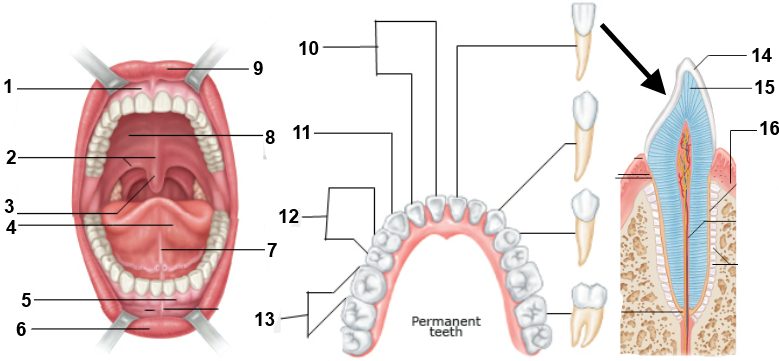 Labeling Parts of the Mouth + Teeth Quiz - By dilatory