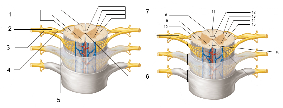 photo spinal cord 2.png