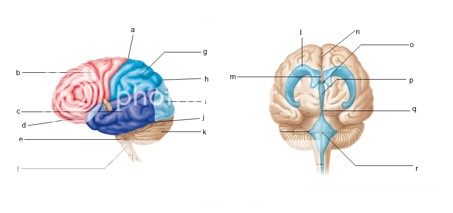 Brain Quizzes Anatomy - Anatomy Drawing Diagram