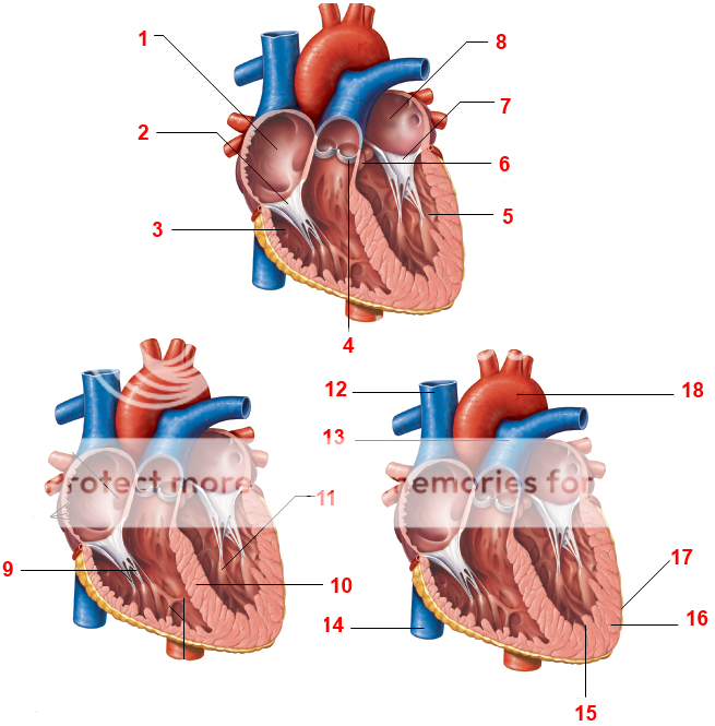 Labeling the Heart (Part Three) Quiz - By dilatory